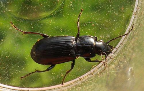 Réf. 251 631 : Pterostichus sp.